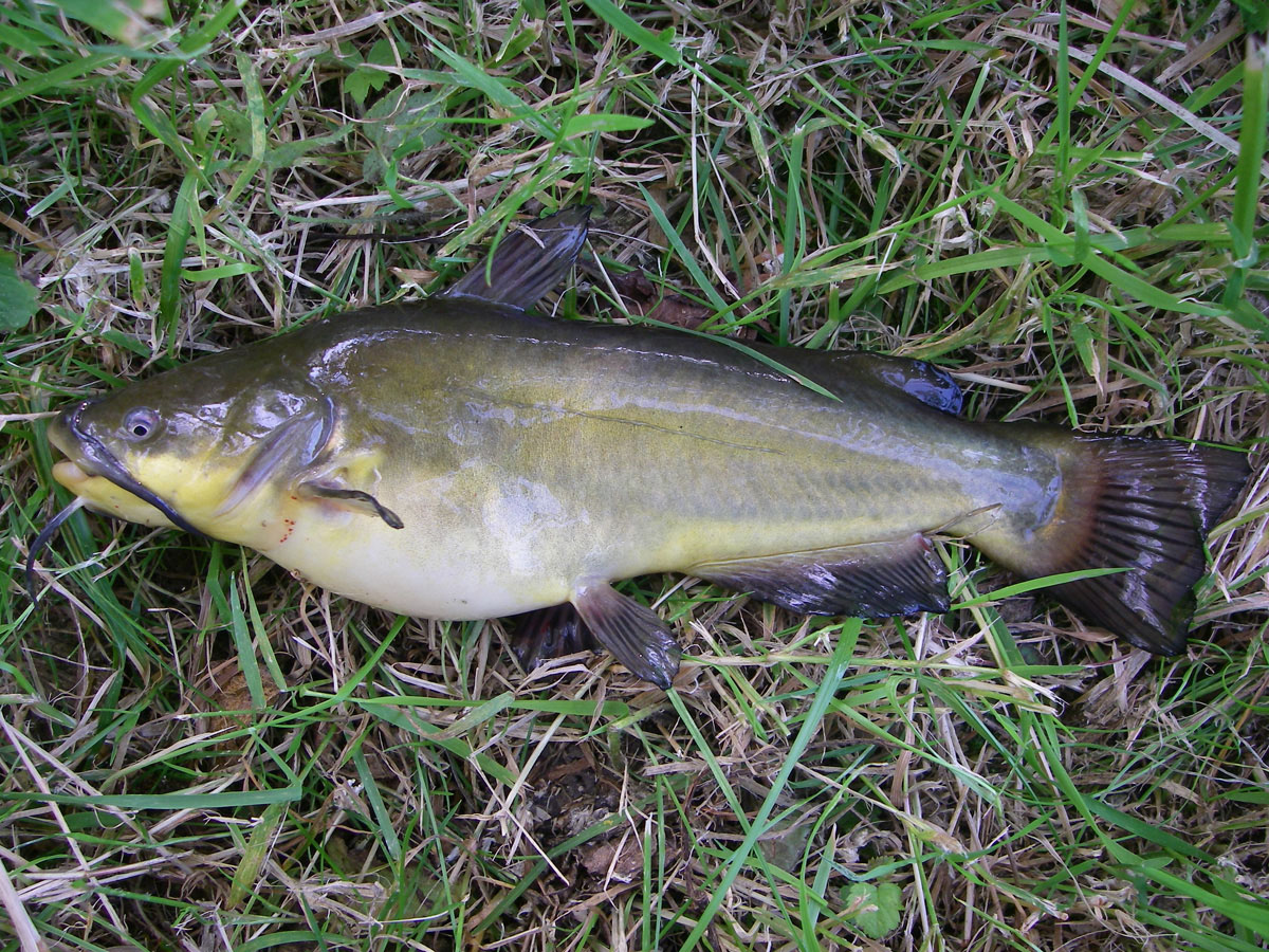 Small catfish