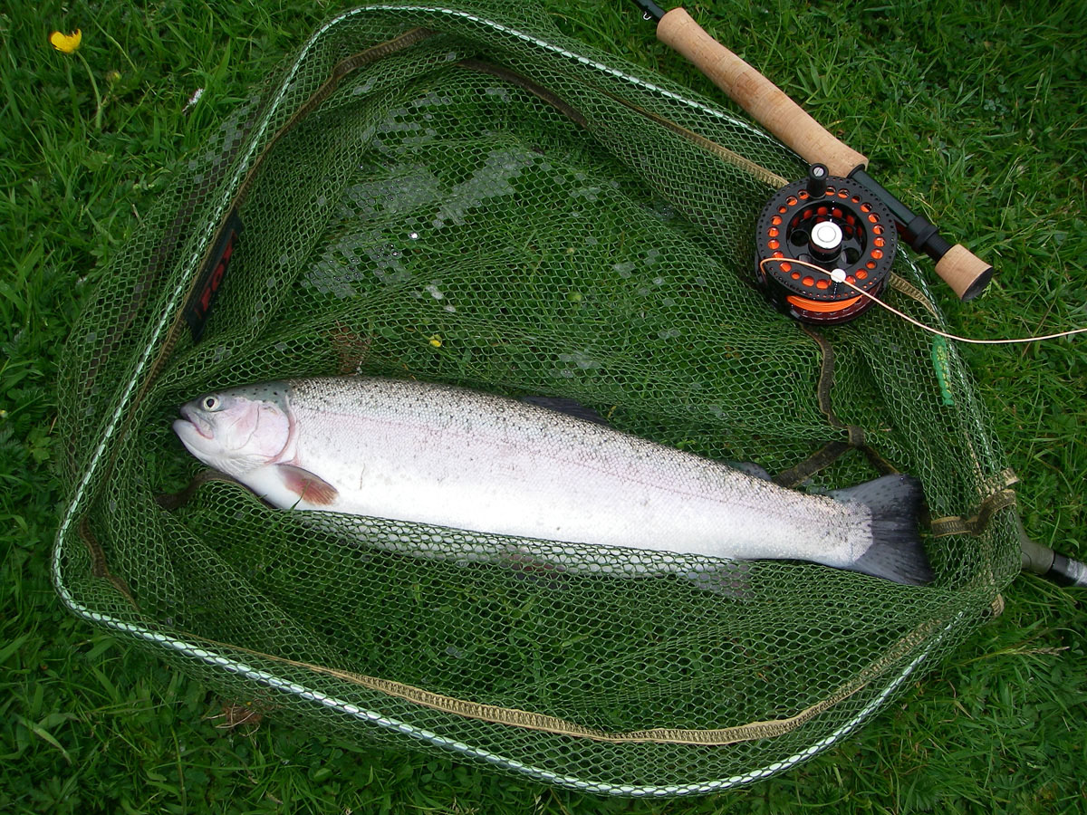 Rainbow trout