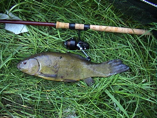 Tench 3lb 1oz