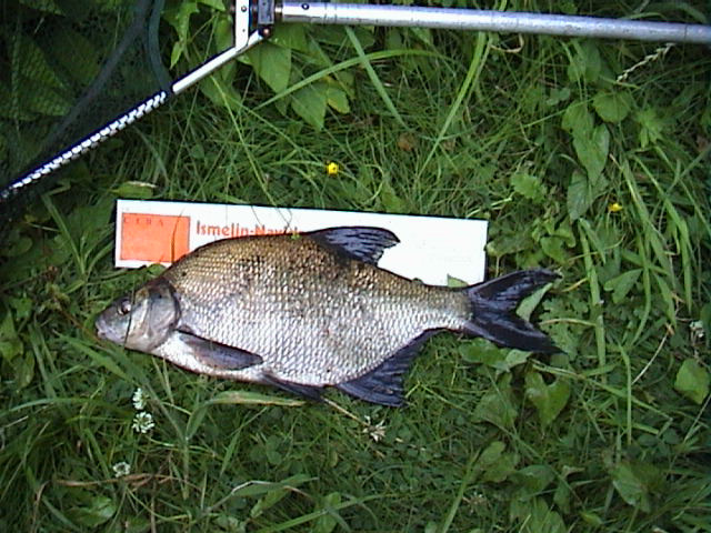 Bream 1lb 12oz