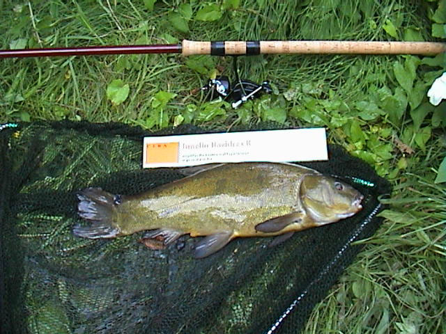 Tench 3lb 6oz