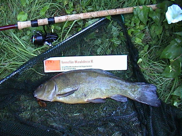 Tench 3lb 4oz