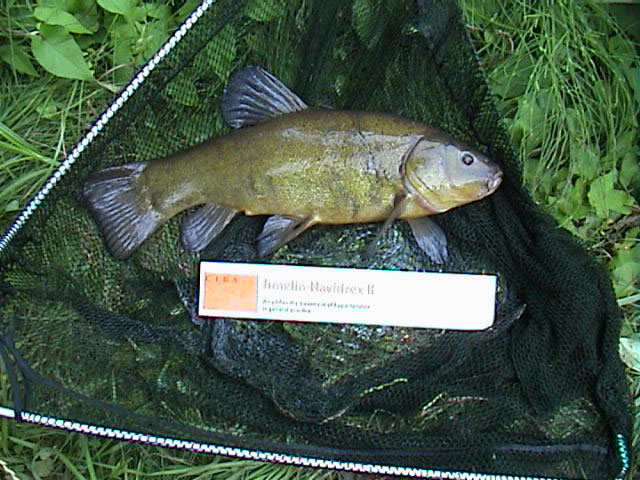 Tench 3lb 8oz