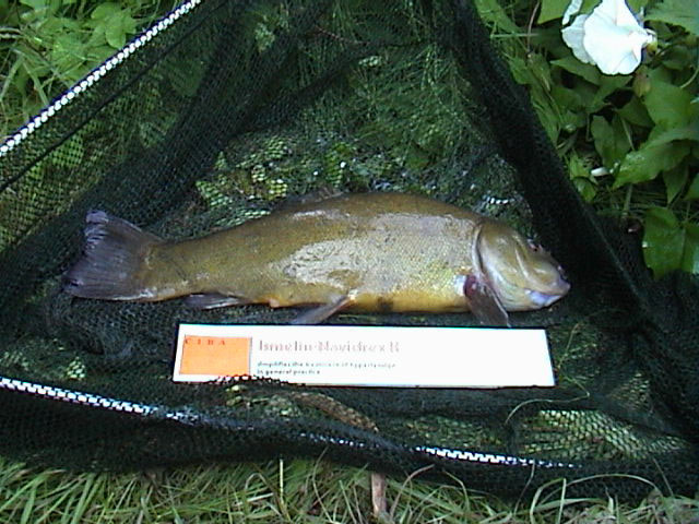 Tench 3lb 1oz