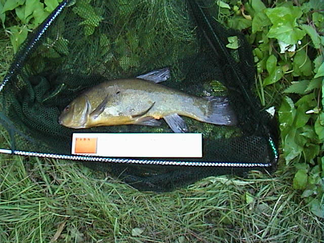 Tench 3lb