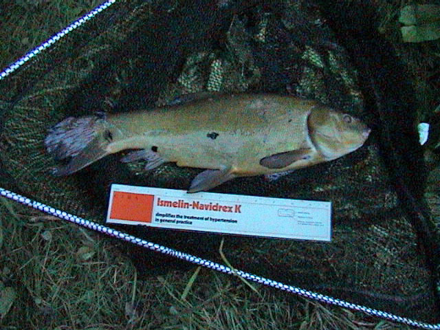 Tench 3lb 7oz