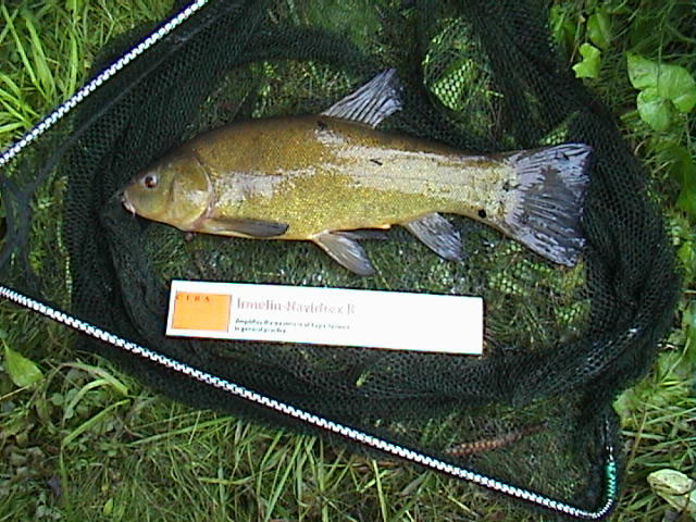Tench 3lb 10oz