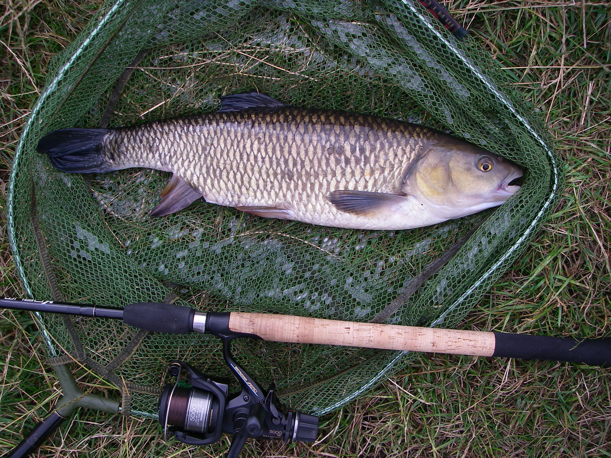 Chub 4lb 8oz