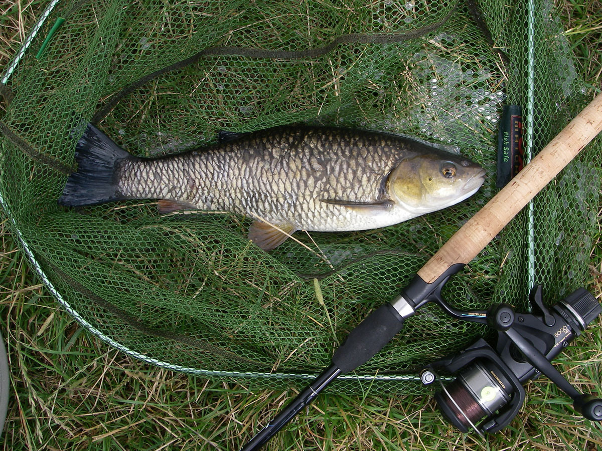 Chub 2lb 8oz