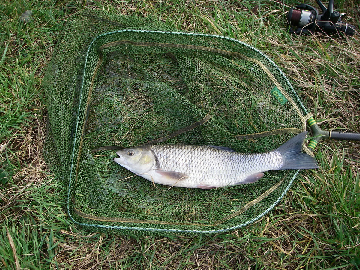 Chub 3lb 4oz