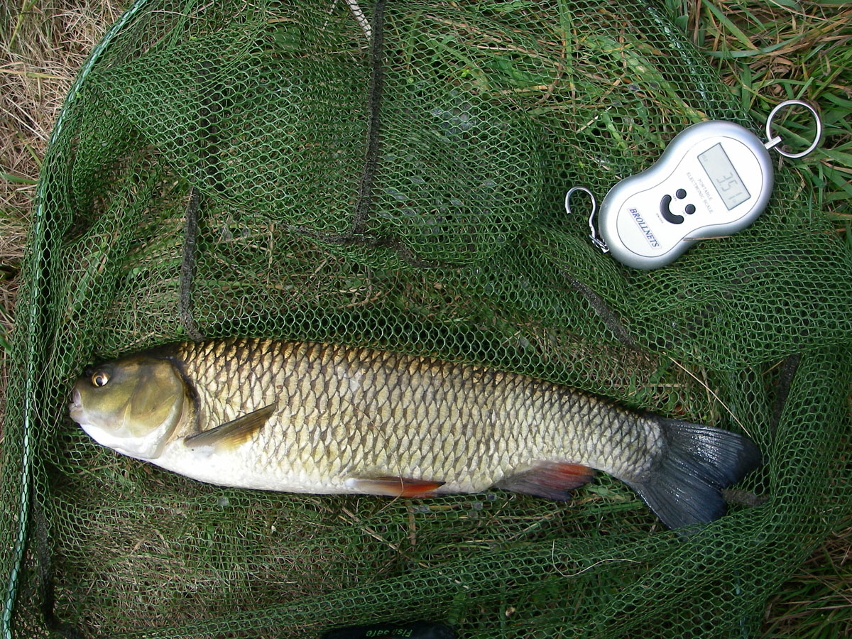 Chub 2lb 9oz