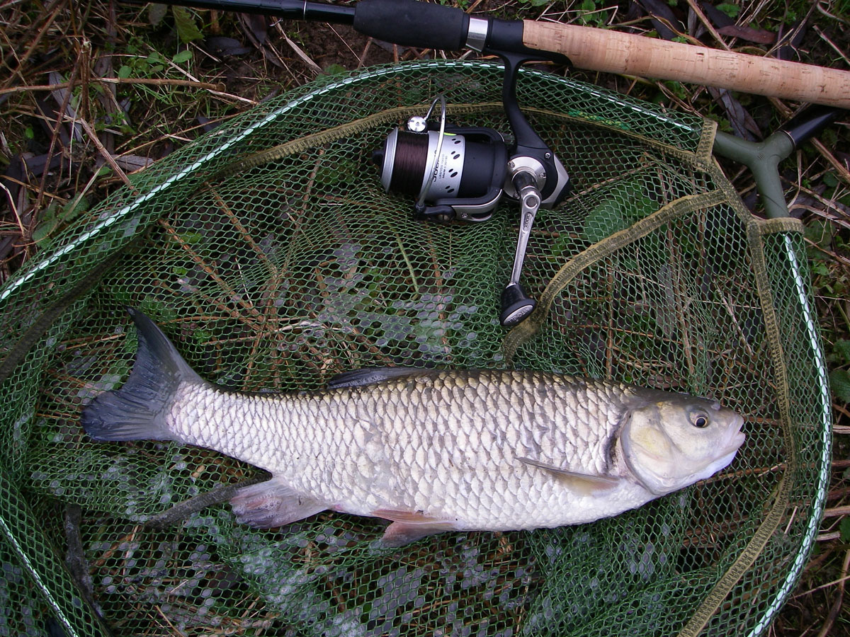 Chub 2lb 1oz