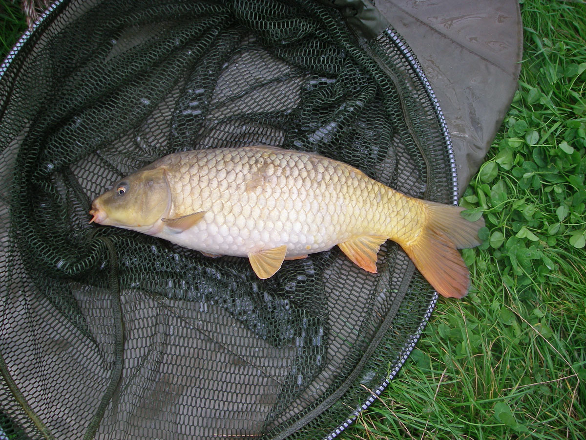 Carp