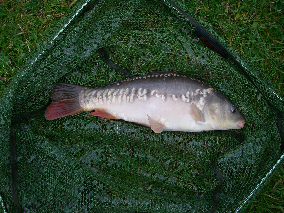 Mirror 1lb 12oz