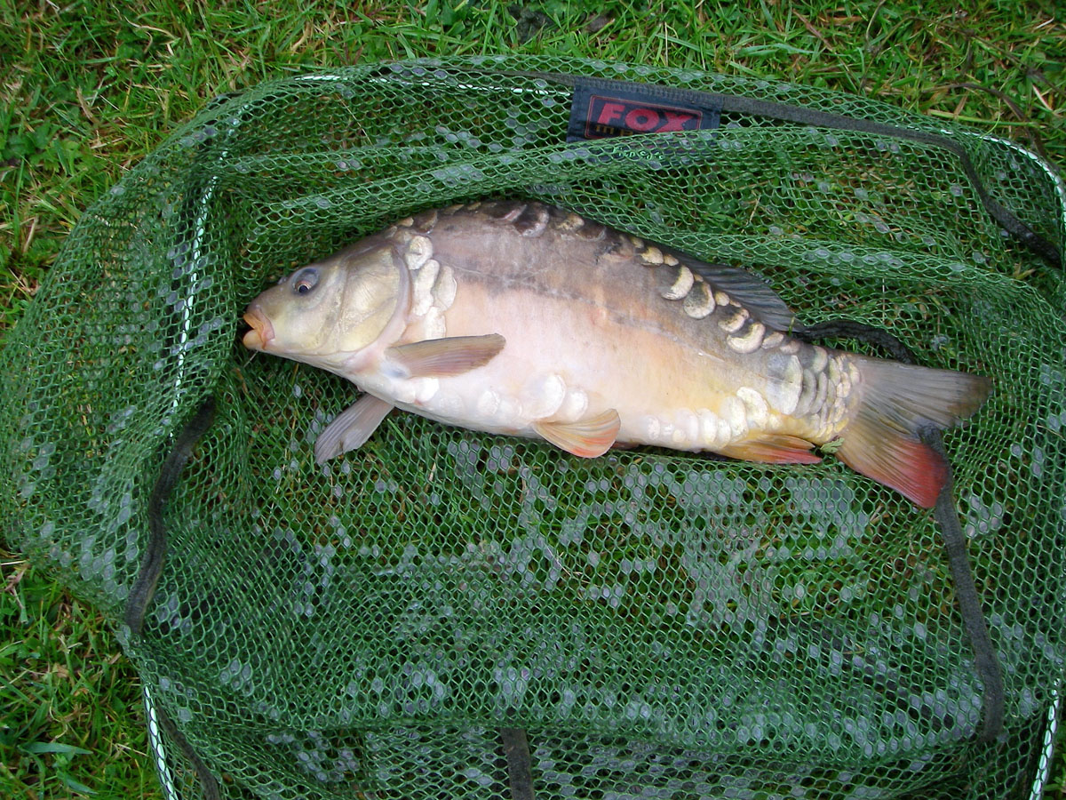 Mirror 2lb 8oz