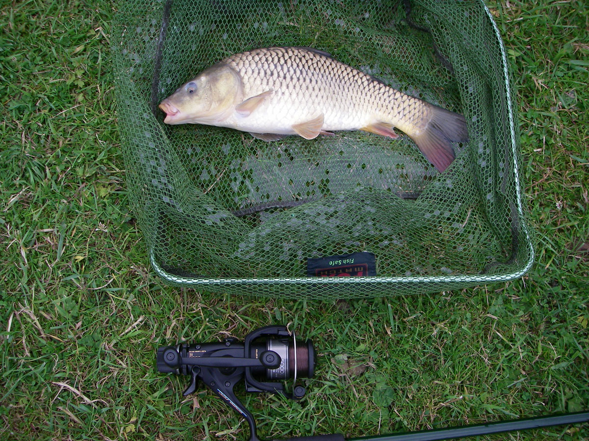 Common 2lb 4oz