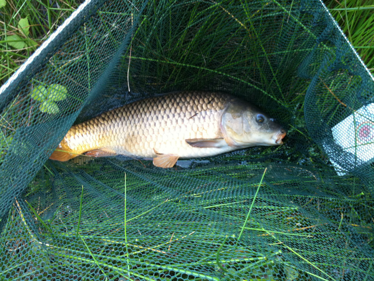 Common 11lb 4oz