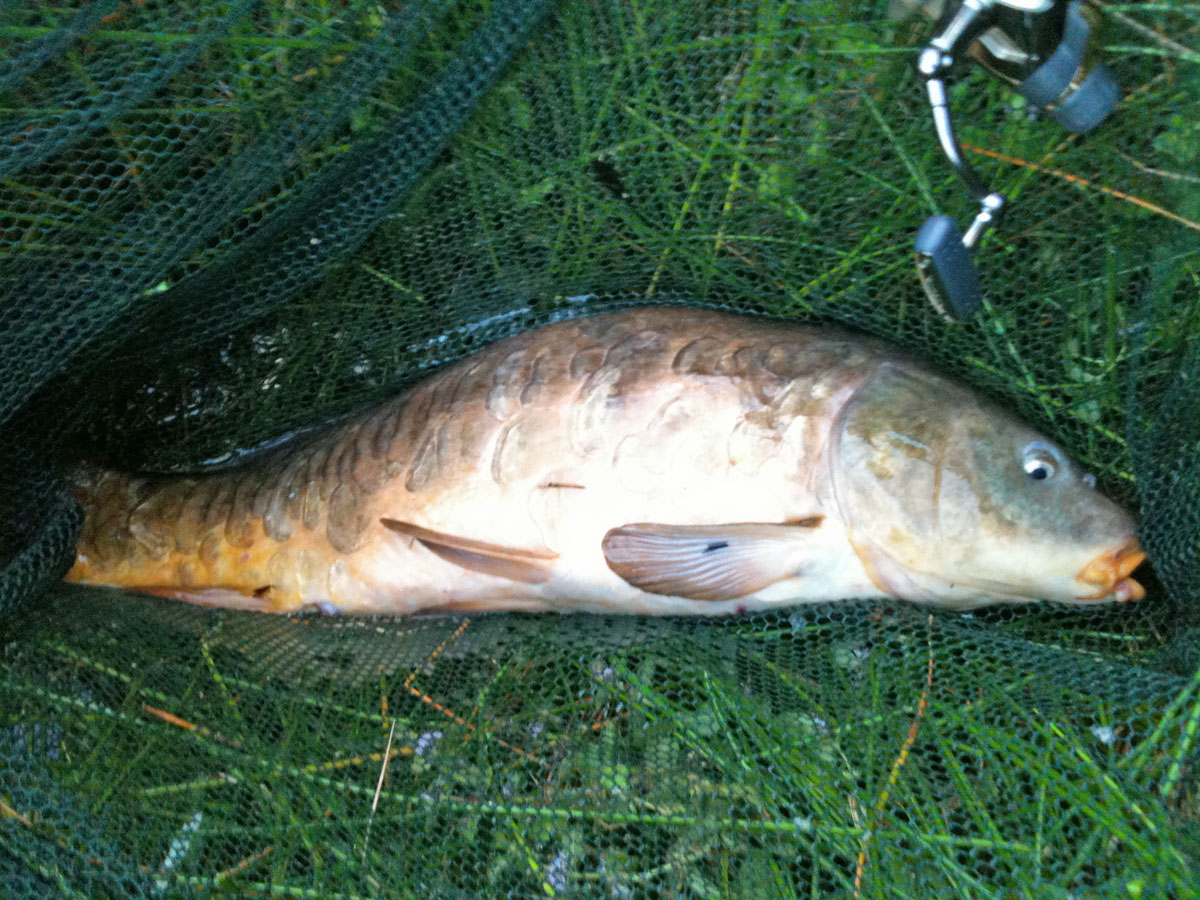 Mirror 11lb 0oz