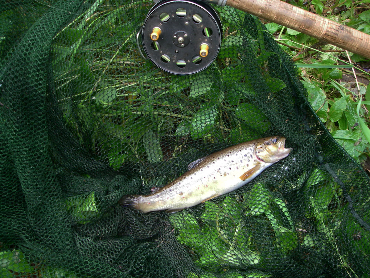 Brown trout