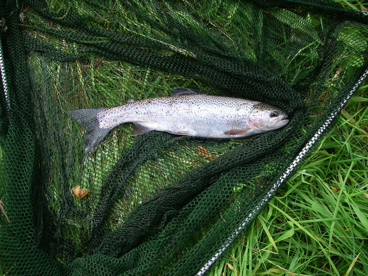 Rainbow trout