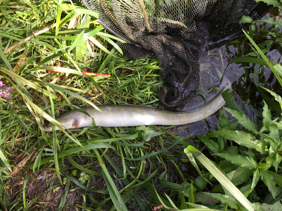 eel