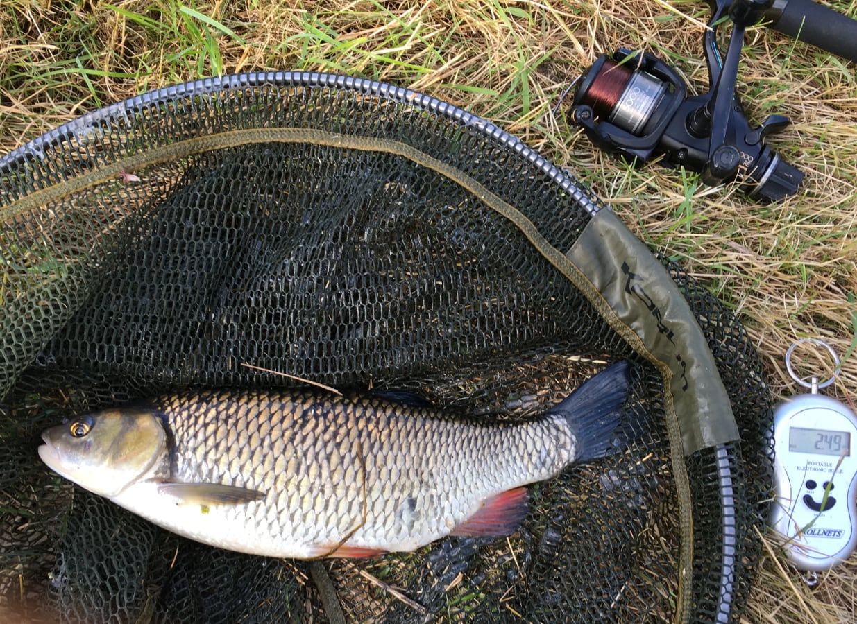 Chub 2½ lb