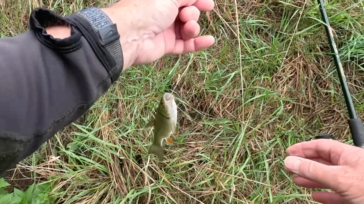 first chublet
