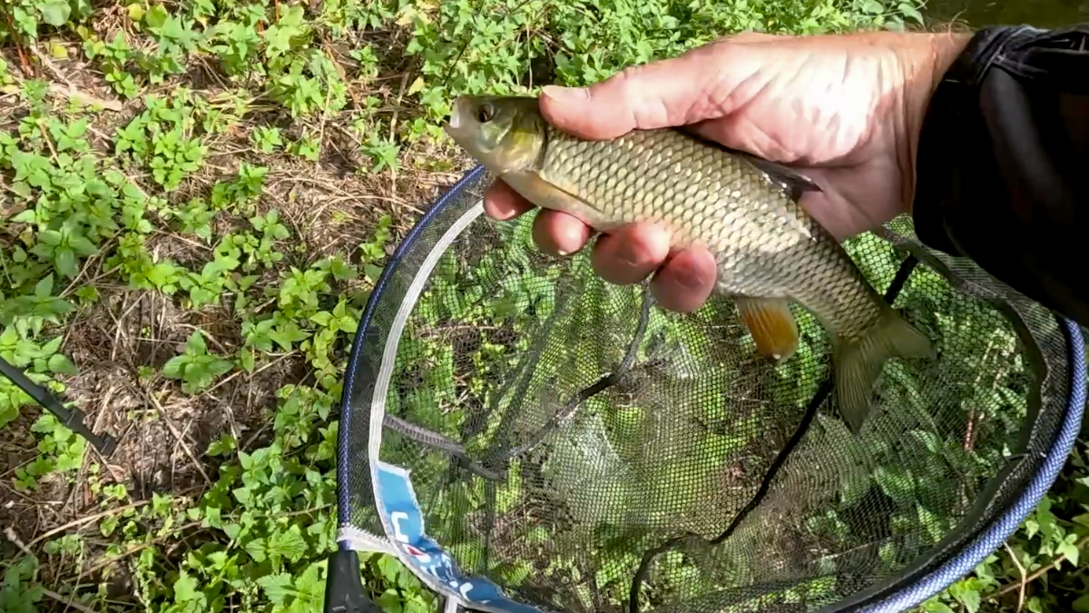 second chublet