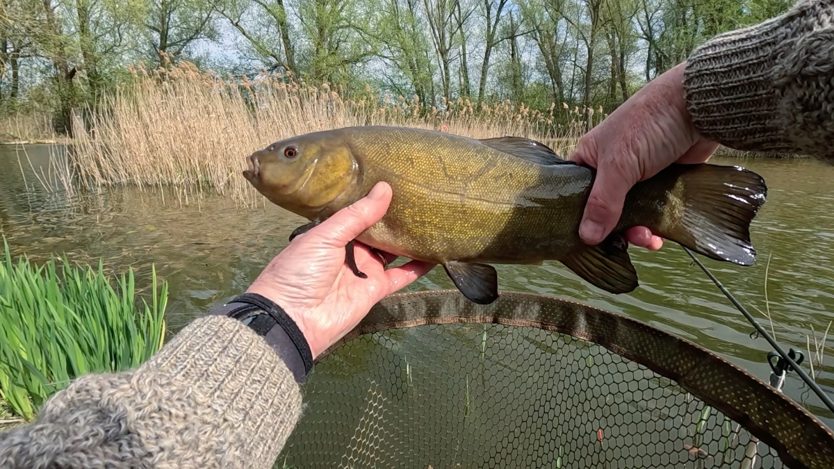 the second tench