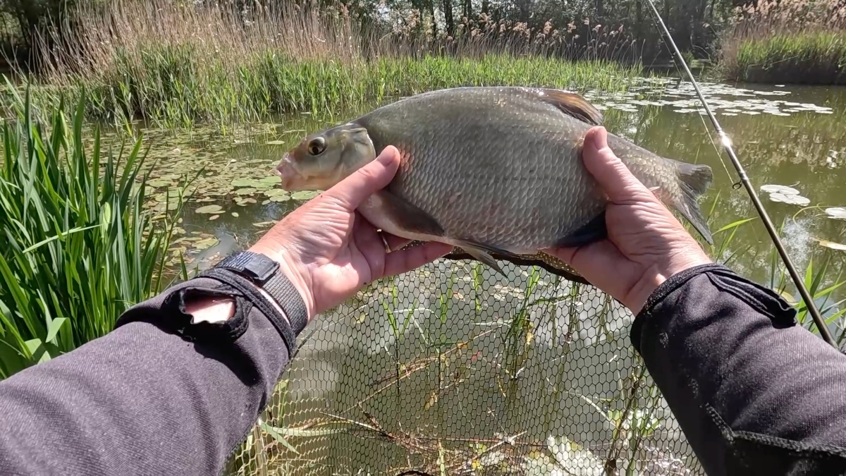 First decent bream