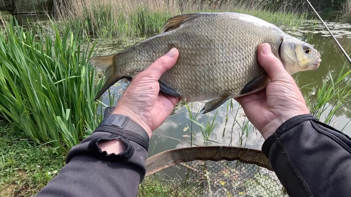 better bream