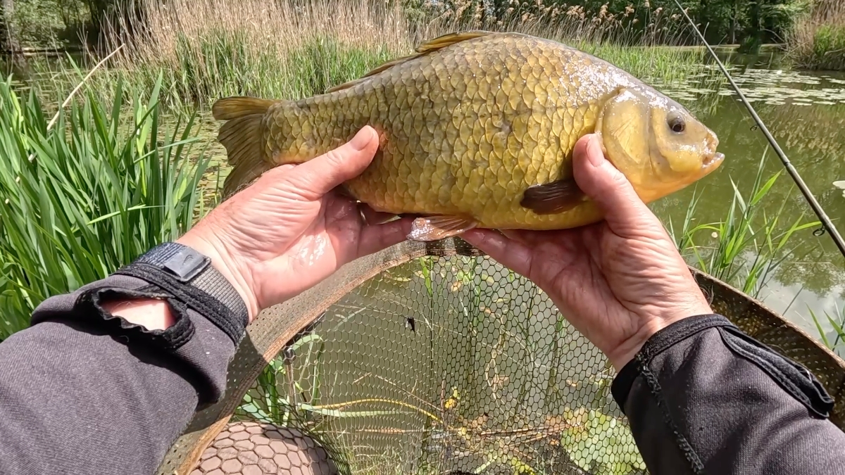 crucian