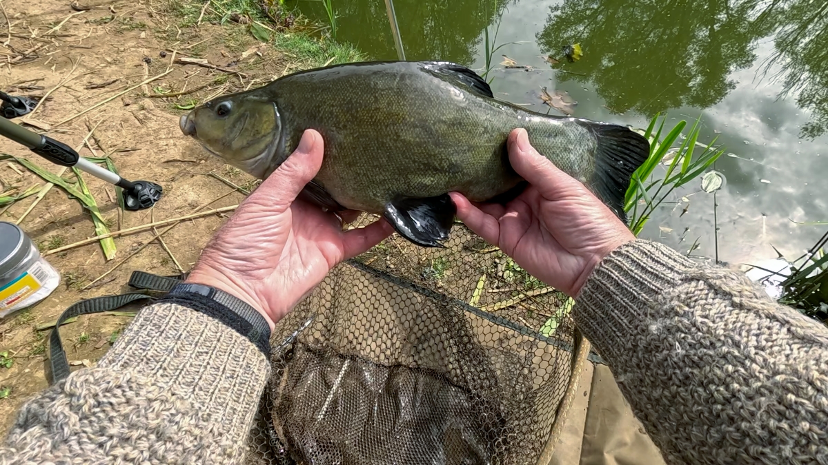 first tench