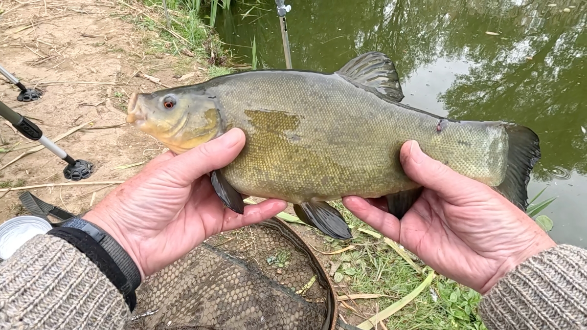 second tench