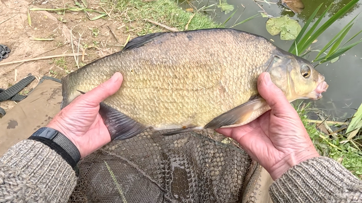 bream
