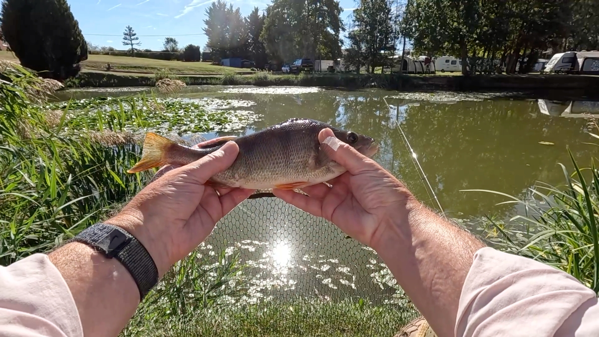 perch