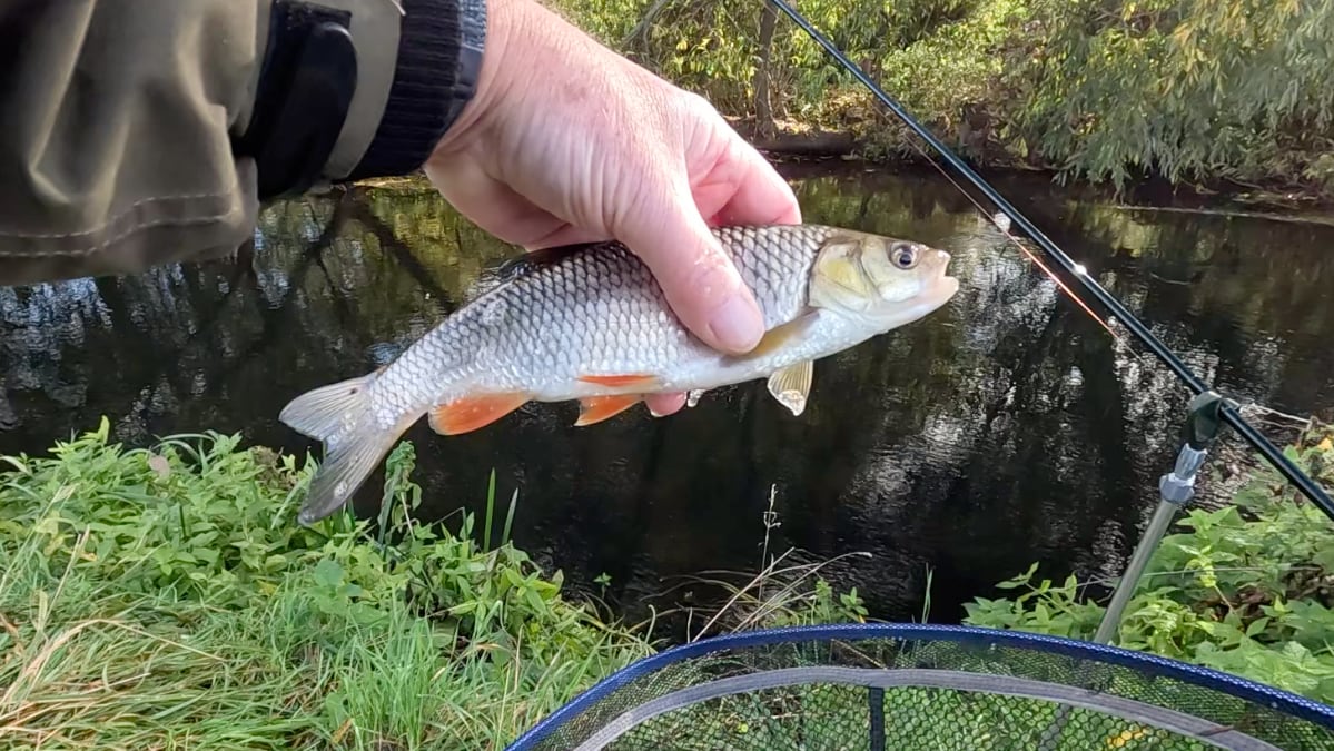 first chub