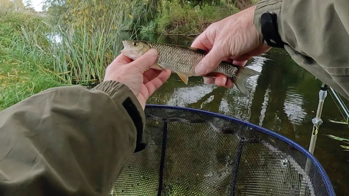 2nd chub