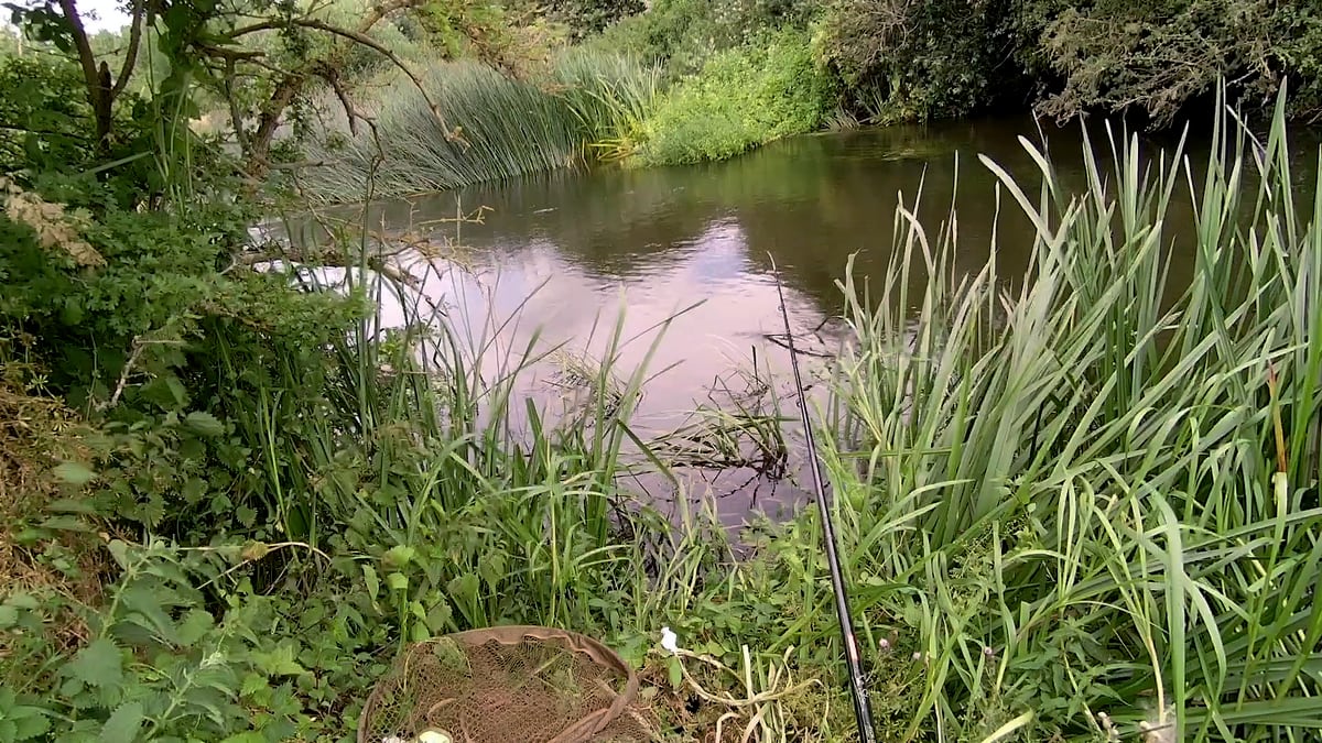 The swim under the tree