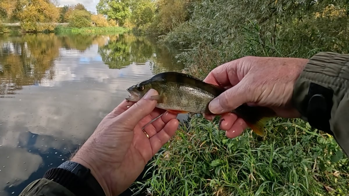 the first perch
