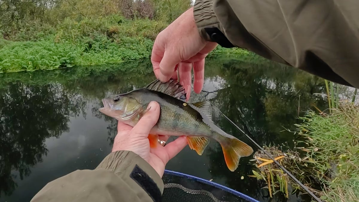 perch from end of session