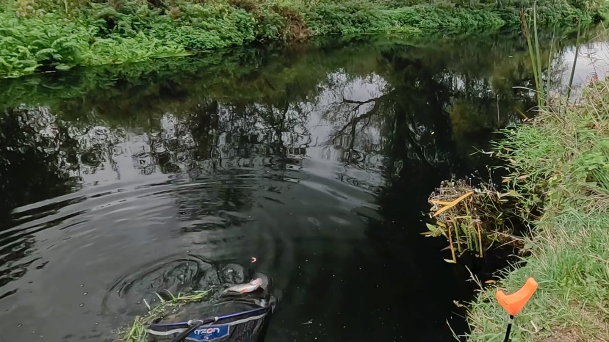 landing a perch