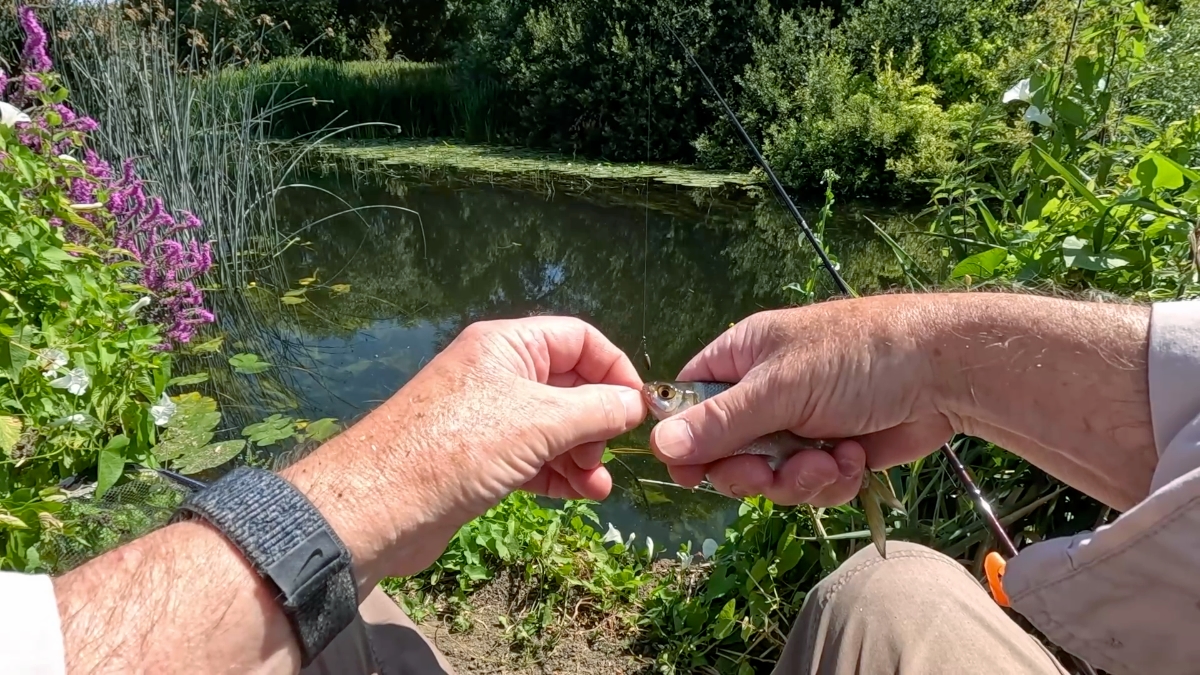 second swim first fish
