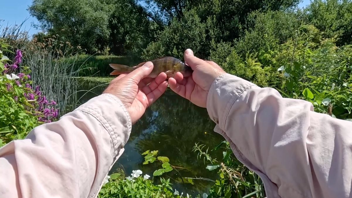 first perch