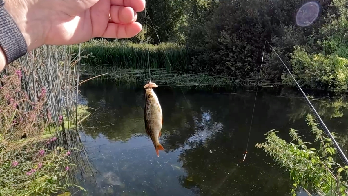 first fish small roach