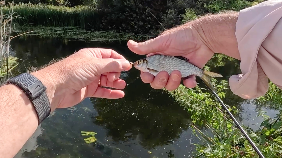 skimmer