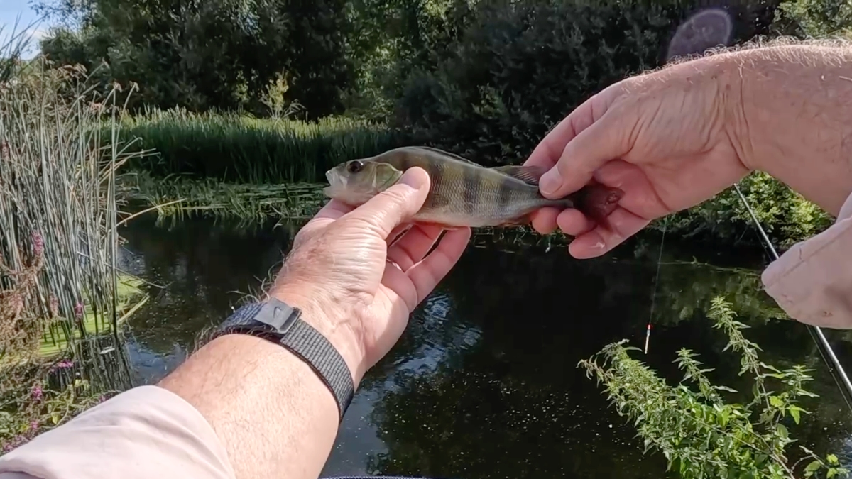 decent perch