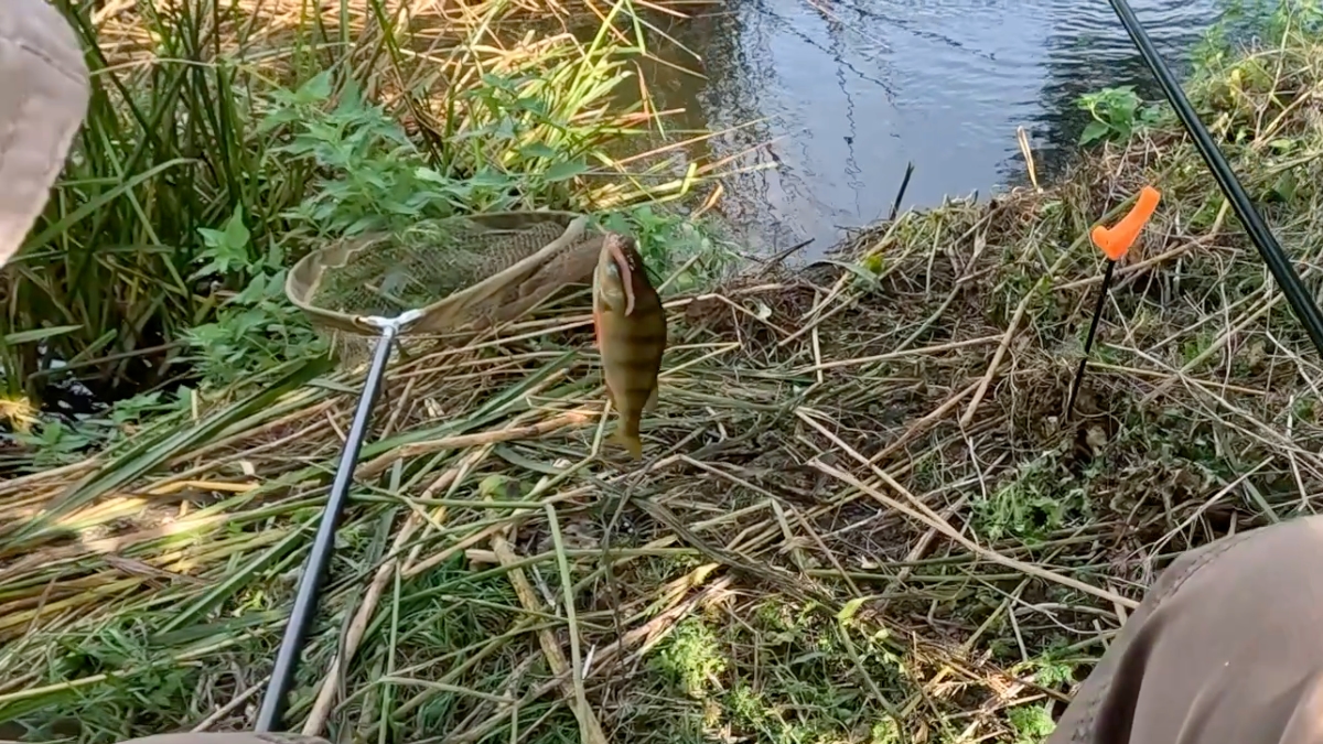 perch