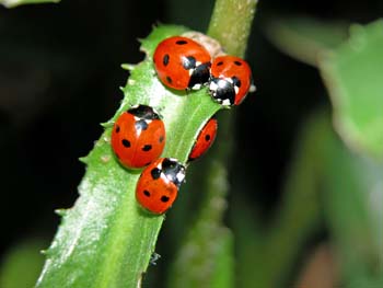 A loveliness of laybirds - our garden
