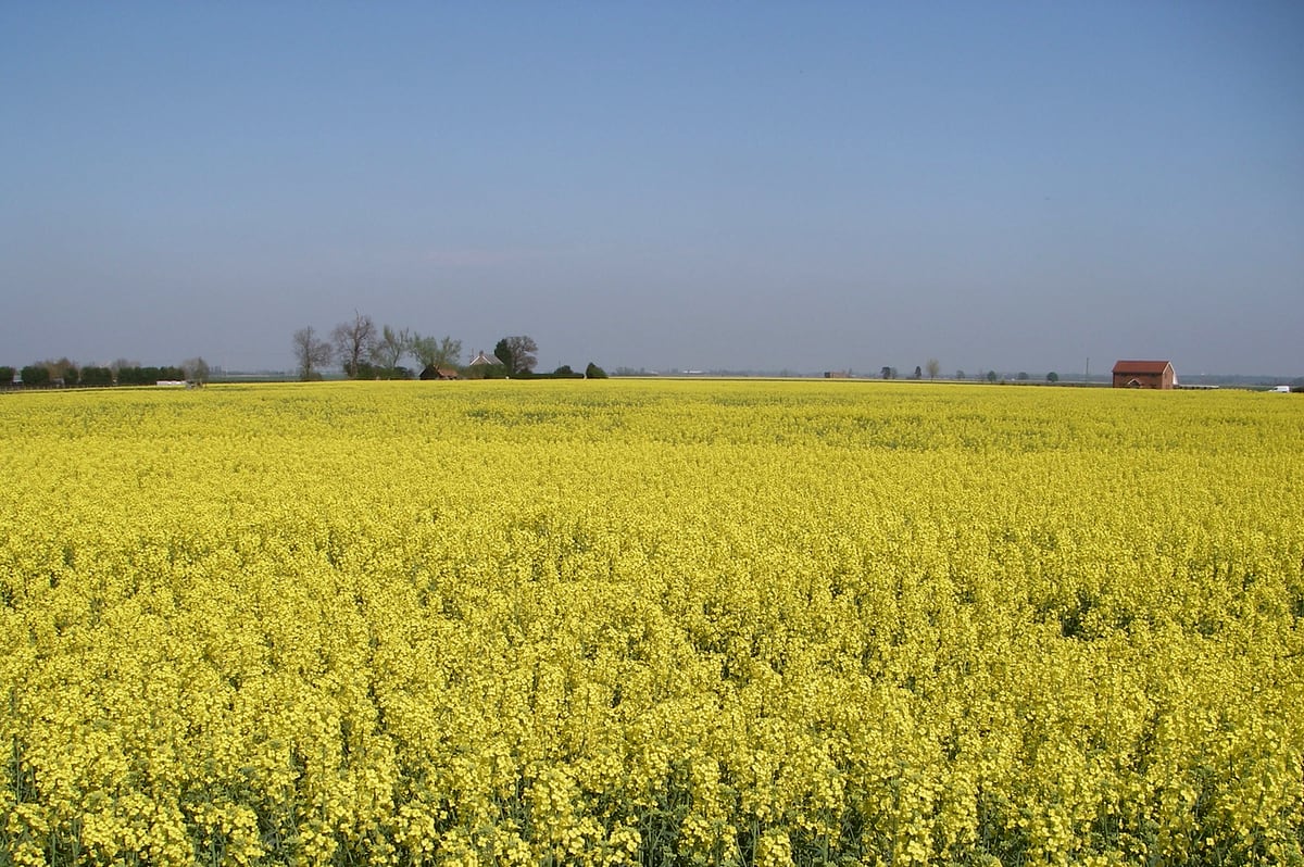 rapeseed field